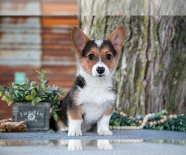 Medium Photo #8 Pembroke Welsh Corgi Puppy For Sale in MILLERSBURG, IN, USA