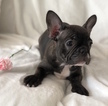 Small Photo #19 French Bulldog Puppy For Sale in CHARLESTON, SC, USA