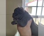 Small Photo #22 French Bulldog Puppy For Sale in TRENTON, TX, USA