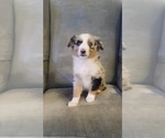 Small Photo #1 Australian Shepherd Puppy For Sale in INDIANAPOLIS, IN, USA