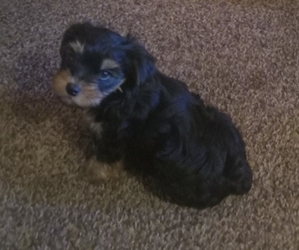 Yorkshire Terrier Puppy for sale in PARIS, TX, USA