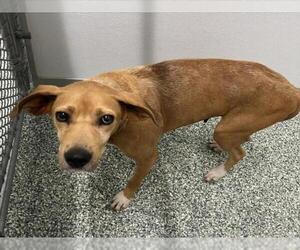 American Foxhound-Unknown Mix Dogs for adoption in Salisbury, NC, USA