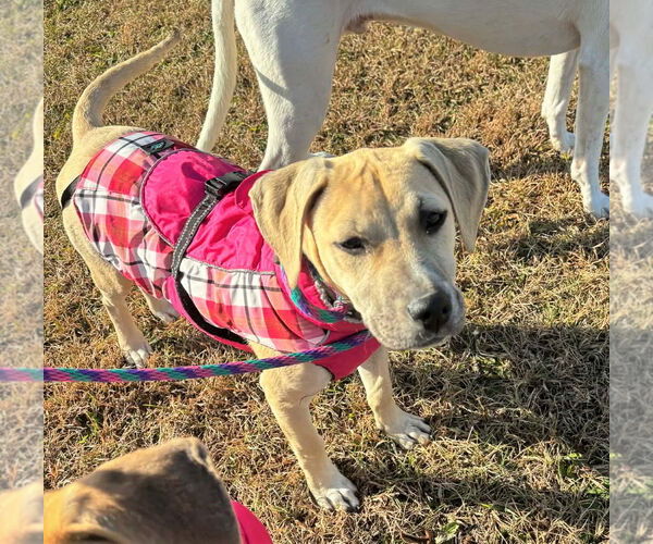 Medium Photo #6 Mutt Puppy For Sale in MECHANICSBURG, PA, USA