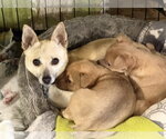 Small #3 Chihuahua Mix