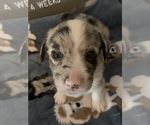 Small Photo #27 Welsh Cardigan Corgi Puppy For Sale in SUN PRAIRIE, WI, USA