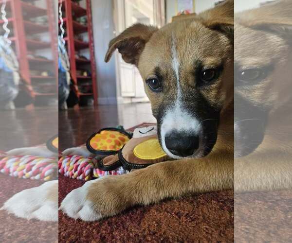 Medium Photo #3 Mutt Puppy For Sale in Woodbury, NY, USA
