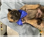 Small Photo #189 Belgian Malinois Puppy For Sale in REESEVILLE, WI, USA