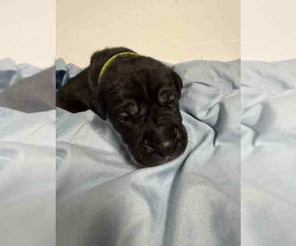 Medium Photo #9 Cane Corso Puppy For Sale in CAMBY, IN, USA