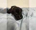 Small #8 Cane Corso