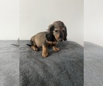 Small Photo #2 Dachshund Puppy For Sale in DAYTONA BEACH, FL, USA