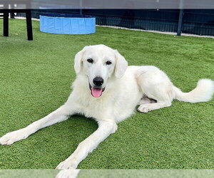 Labrenees Dogs for adoption in Orange, CA, USA