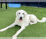 SARAH - Female Labrenees Dog for Adoption - Small photo