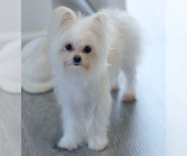 Medium Photo #3 Malchi Puppy For Sale in Chino Hills, CA, USA