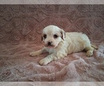 Small #10 Cavapoo (Miniature)