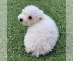 Small Photo #22 Maltipoo Puppy For Sale in LAKESIDE, CA, USA