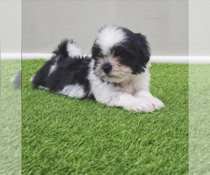 Mal-Shi Puppy for sale in SAINT GEORGE, UT, USA