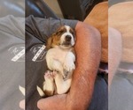 Small #4 Basset Hound