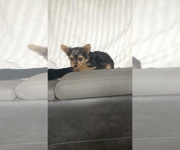 Medium Photo #60 Yorkshire Terrier Puppy For Sale in BENSON, NC, USA