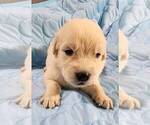Small Photo #1 English Cream Golden Retriever Puppy For Sale in AIKEN, SC, USA