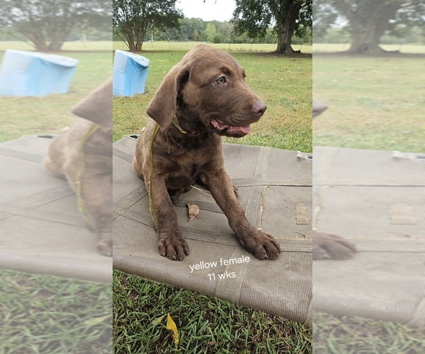 Medium Photo #10 Chesapeake Bay Retriever Puppy For Sale in Cordele, GA, USA