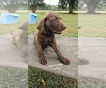 Small #9 Chesapeake Bay Retriever