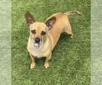 Small Chihuahua Mix