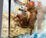 Small #5 Chihuahua Mix