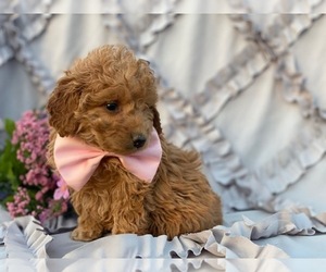 Goldendoodle Puppy for sale in LANCASTER, PA, USA