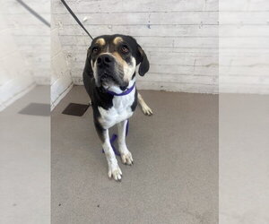 Bullmastiff-Unknown Mix Dogs for adoption in San Bernardino, CA, USA