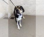 Small Bullmastiff Mix