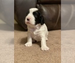 Small Photo #2 English Cocker Spaniel Puppy For Sale in CANON, GA, USA