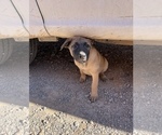 Small Photo #7 Belgian Malinois Puppy For Sale in SAINT GEORGE, UT, USA
