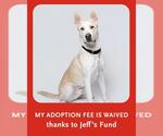 Small Photo #3 Carolina Dog-Unknown Mix Puppy For Sale in Dedham, MA, USA