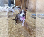 Small Photo #4 Boxer-Unknown Mix Puppy For Sale in Magnolia Springs, AL, USA