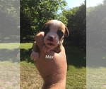 Small Photo #7 Boxer Puppy For Sale in WINFIELD, KS, USA