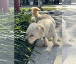 Small #1 Shih-Poo