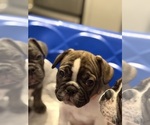 Small #1 French Bulldog
