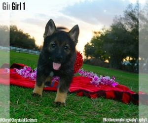 German Shepherd Dog-Siberian Husky Mix Puppy for sale in MULBERRY, FL, USA