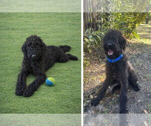 Airedoodle Dogs for adoption in Orlando, FL, USA