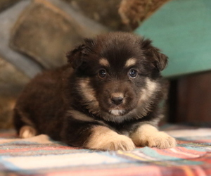 Miniature Australian Shepherd Puppy for Sale in WESTFIELD, Massachusetts USA