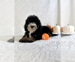 Small #4 Miniature Bernedoodle