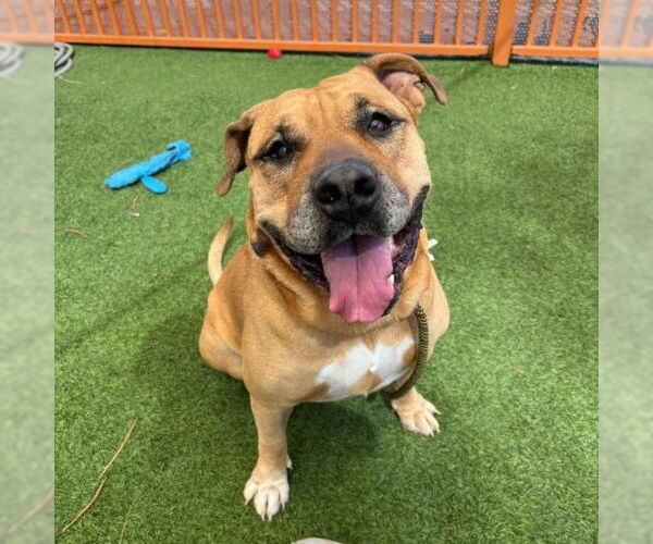 Medium Photo #1 Presa Canario-Unknown Mix Puppy For Sale in Las Vegas, NV, USA