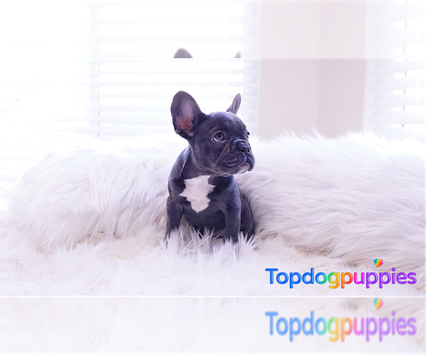 Medium Photo #1 French Bulldog Puppy For Sale in FULLERTON, CA, USA