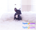 Small Photo #1 French Bulldog Puppy For Sale in FULLERTON, CA, USA