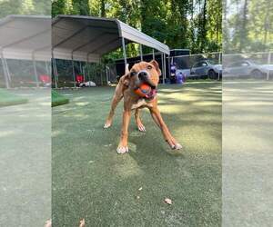 Boxer-Unknown Mix Dogs for adoption in garner, NC, USA