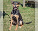 Small #7 Mountain Cur-Rottweiler Mix
