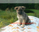 Small #3 German Shepherd Dog