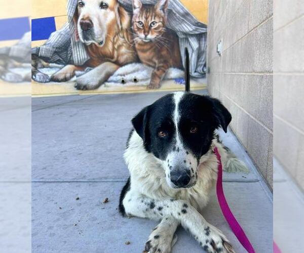 Medium Photo #2 Border Collie-Great Pyrenees Mix Puppy For Sale in Las Vegas, NV, USA