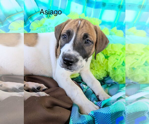 Medium Photo #1 Labrador Retriever-Unknown Mix Puppy For Sale in Rockaway, NJ, USA