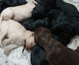 Schnoodle (Giant) Litter for sale in ANDERSON, CA, USA